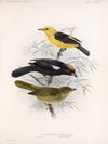 Aves Pl 22