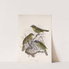 Aves Pl 23 by Frederick DuCane Godman