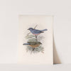 Aves Pl 26 by Frederick DuCane Godman