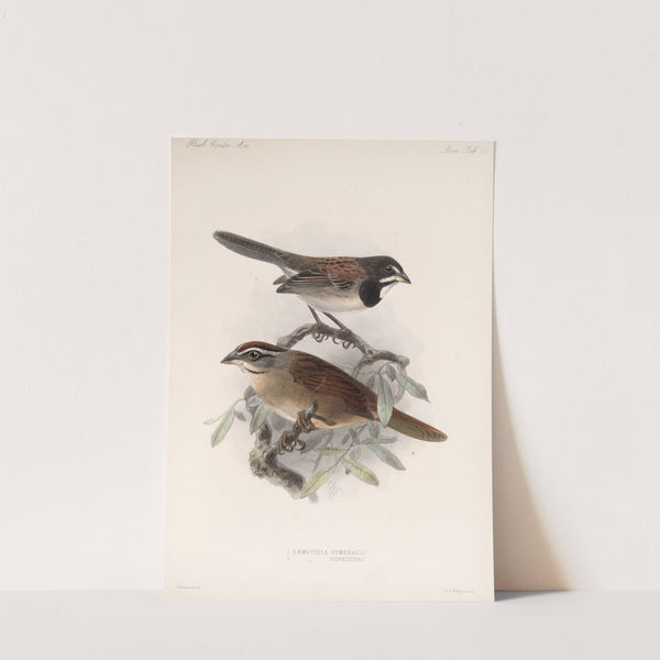 Aves Pl 30 by Frederick DuCane Godman