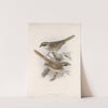 Aves Pl 31 by Frederick DuCane Godman