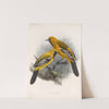 Aves Pl 34 by Frederick DuCane Godman