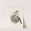 Aves Pl 37 by Frederick DuCane Godman