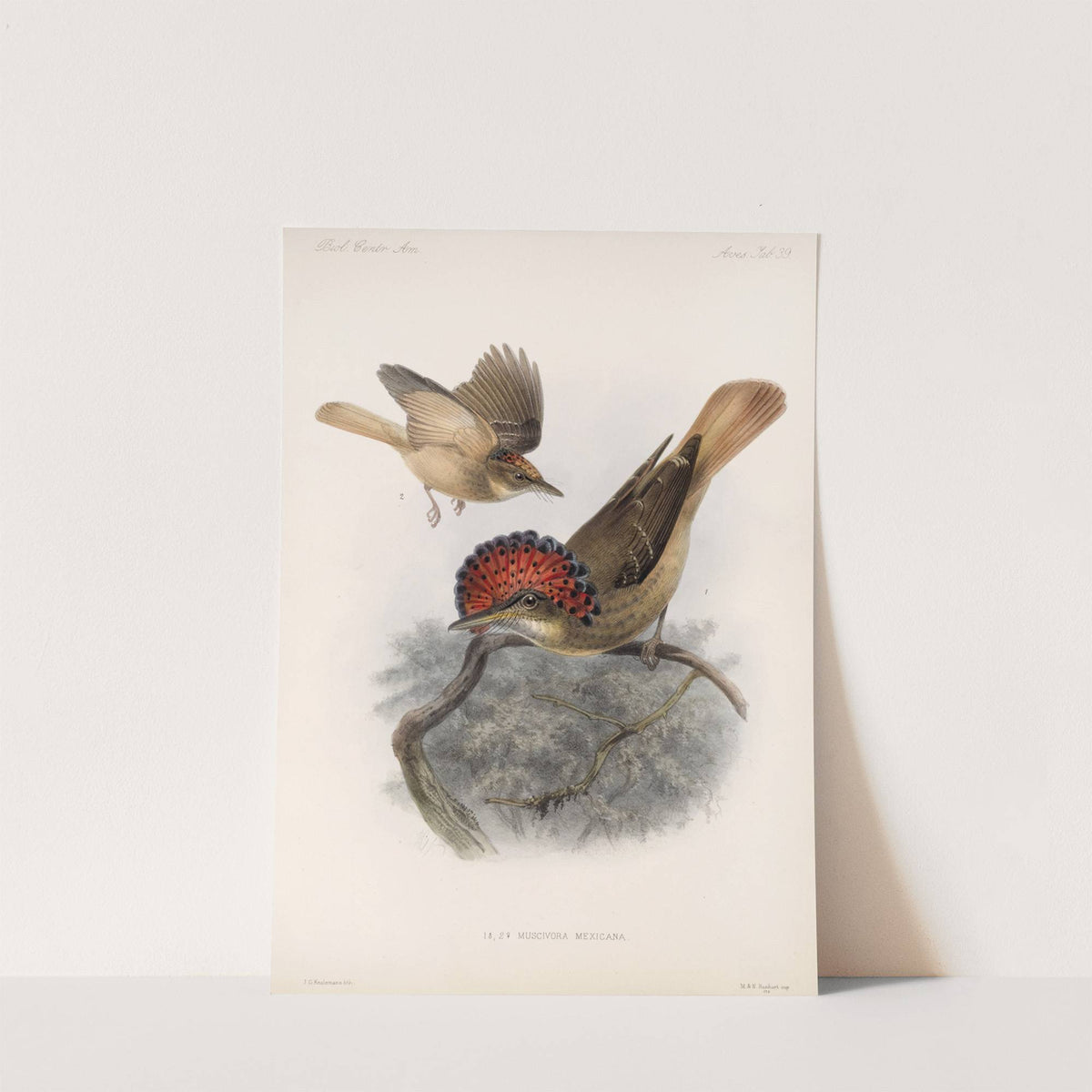 Aves Pl 40 by Frederick DuCane Godman
