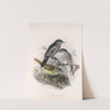 Aves Pl 44 by Frederick DuCane Godman