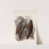 Aves Pl 49 by Frederick DuCane Godman