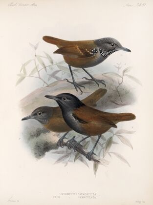 Aves Pl 52