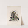 Aves Pl 56 by Frederick DuCane Godman