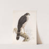 Aves Pl 69 by Frederick DuCane Godman