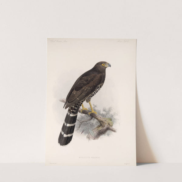 Aves Pl 70 by Frederick DuCane Godman
