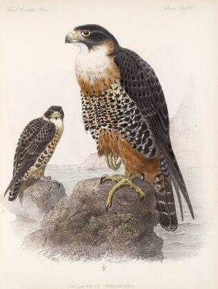 Aves Pl 71 — size preview