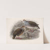 Aves Pl 73 by Frederick DuCane Godman