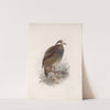 Aves Pl 75 by Frederick DuCane Godman