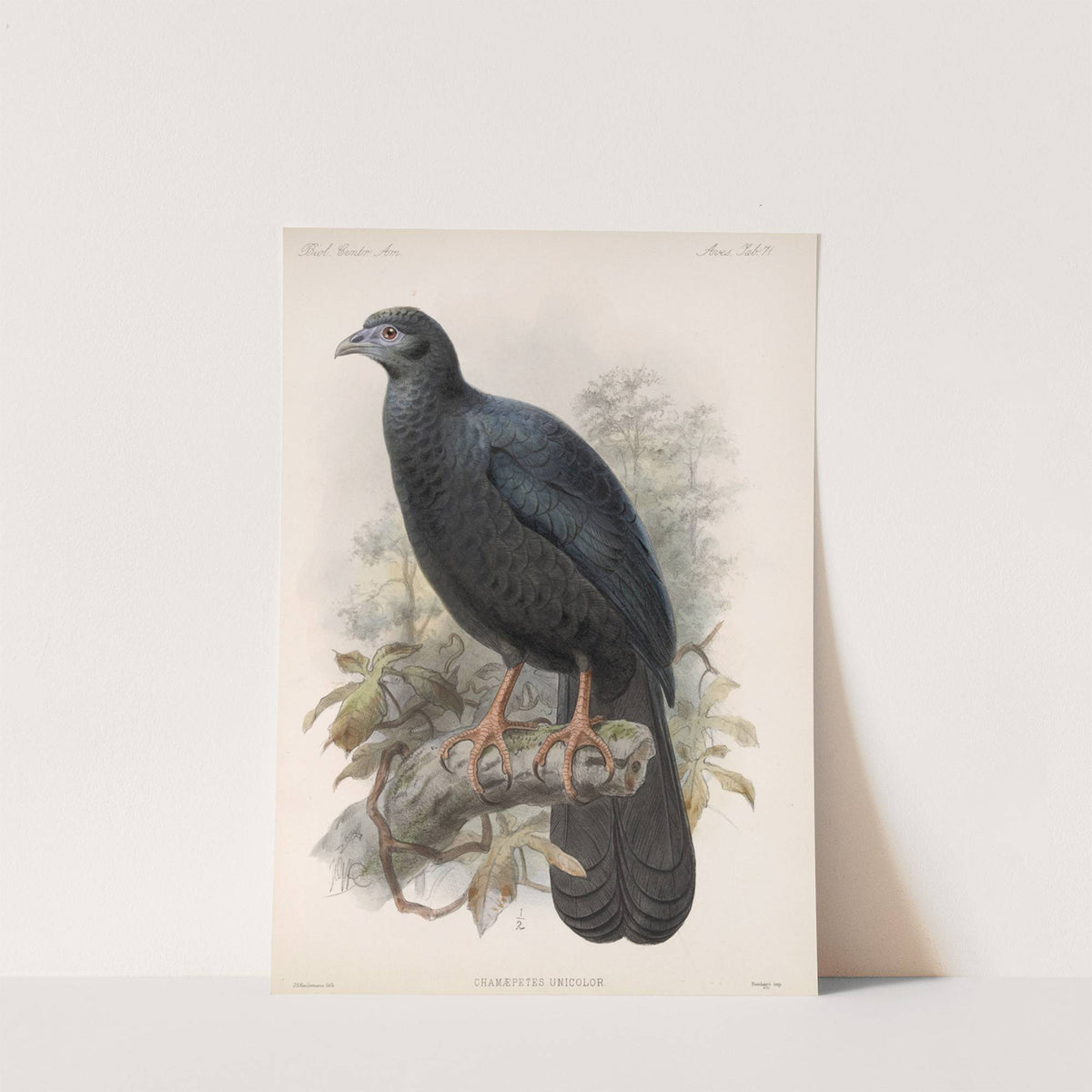 Aves Pl 76 by Frederick DuCane Godman