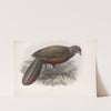 Aves Pl 77 by Frederick DuCane Godman