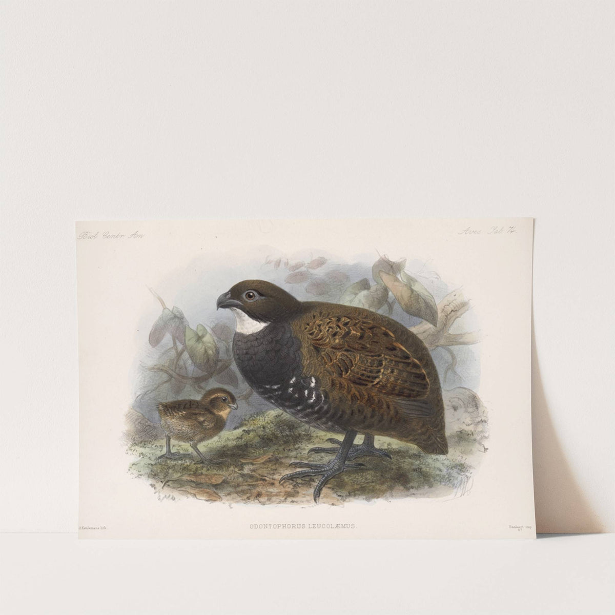 Aves Pl 79 by Frederick DuCane Godman