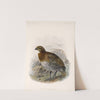 Aves Pl 80 by Frederick DuCane Godman