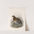Aves Pl 80 by Frederick DuCane Godman