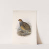 Aves Pl 81 by Frederick DuCane Godman