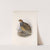 Aves Pl 81 by Frederick DuCane Godman