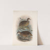 Aves Pl 84 by Frederick DuCane Godman