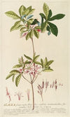 Azalea