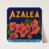 Azalea Fruit Label (1940)