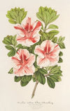 Azalea (indica) Duc d’Aremberg