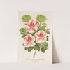 Azalea (indica) Duc d’Aremberg by Charles Antoine Lemaire