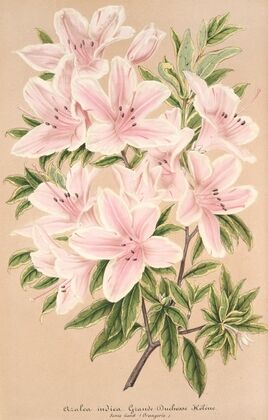Azalea indica Grande Duchesse Helene
