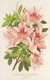 Azalea indica (hybrida) Charles Enke