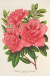 Azalea (indica, hybrida) William Bull