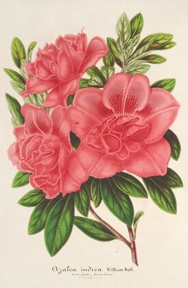 Azalea (indica, hybrida) William Bull