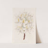 Azalea Laetitiae by Sydenham Edwards