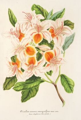 Azalea magnifica