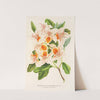 Azalea magnifica by Charles Antoine Lemaire