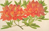 Azalea mollis