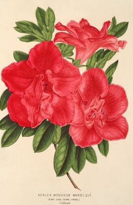 Azalea Monsieur Warocqué