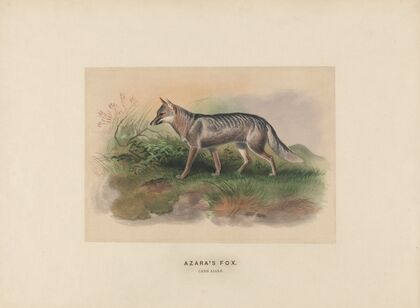 Azara’s Fox