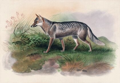 Azara’s Fox