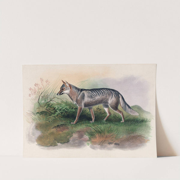 Azara&#039;s Fox by Joseph Wolf