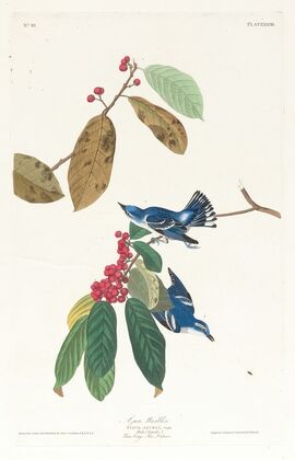 Azure warbler
