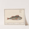 Baars (Perca fluviatilis) Baers. Perca. Perche. (1596-1610) by Anselmus Boëtius de Boodt