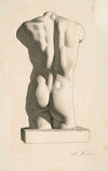Back of a Male Torso