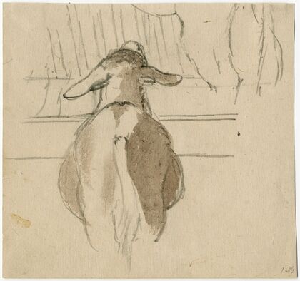 Back of a sheep near his rack