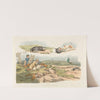 Badger hunting; dogs chasing and attacking badgers (1817-1818) by Henry Thomas Alken
