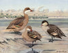 Bahama Duck, Galapagos Island Duck, African Red-Billed Duck