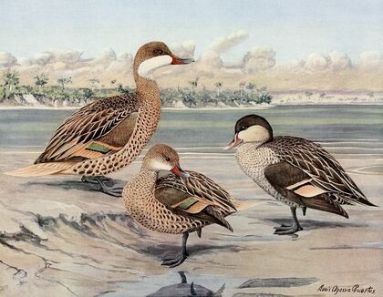 Bahama Duck, Galapagos Island Duck, African Red-Billed Duck