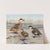 Bahama Duck, Galapagos Island Duck, African Red-Billed Duck by Louis Agassiz Fuertes