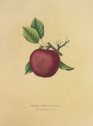Baily Sweet Apple (1872)